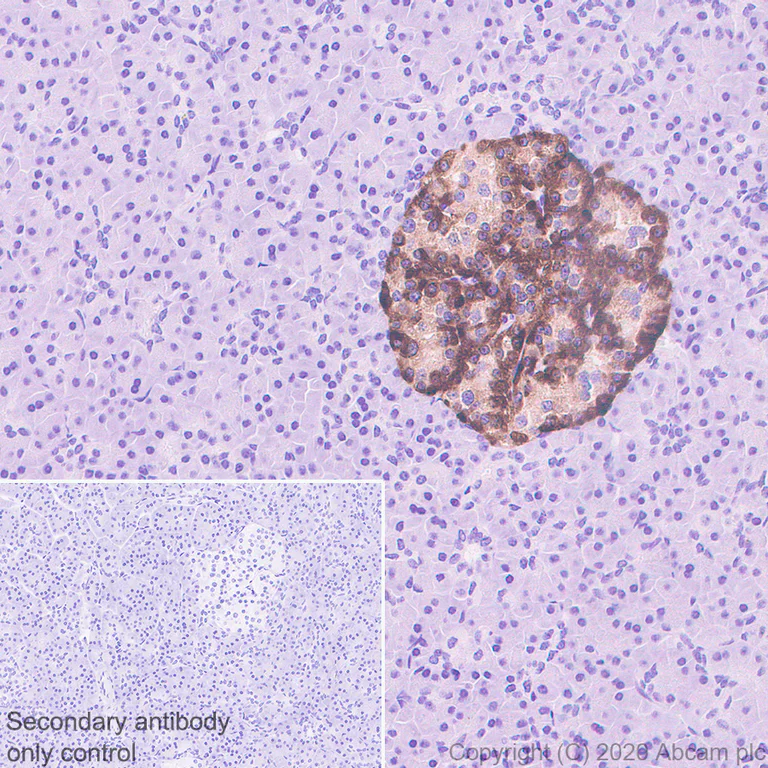 Immunohistochemistry (Formalin/PFA-fixed paraffin-embedded sections) - Anti-PCSK2 antibody [EPR23578-19] (AB274418)