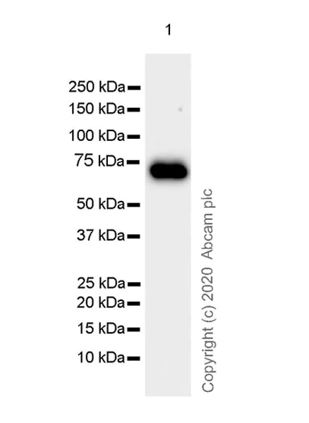 Western blot - Anti-PCSK2 antibody [EPR23578-19] (AB274418)