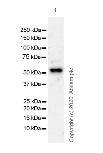 Western blot - Anti-PCSK2 antibody [EPR23578-19] (AB274418)