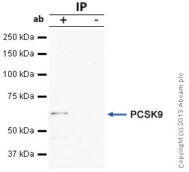 Immunoprecipitation - Anti-PCSK9 antibody (AB31762), expandable thumbnail