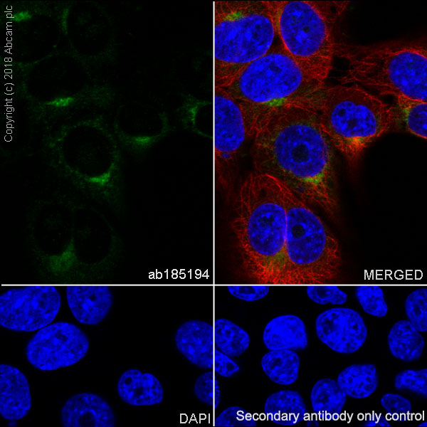 Immunocytochemistry/ Immunofluorescence - Anti-PCSK9 antibody [EPR17827-117] - BSA and Azide free (AB246322)