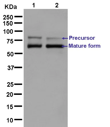 Western blot - Anti-PCSK9 antibody [EPR7627(2)] - BSA and Azide free (AB238995)