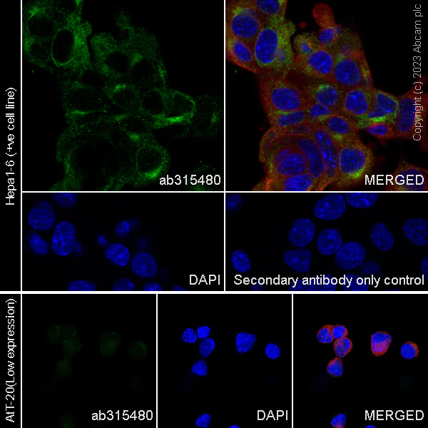 Immunocytochemistry/ Immunofluorescence - Anti-PCSK9 antibody [RM1106] - BSA and Azide free (AB315481)
