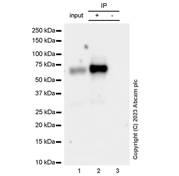 Immunoprecipitation - Anti-PCSK9 antibody [RM1106] - BSA and Azide free (AB315481)