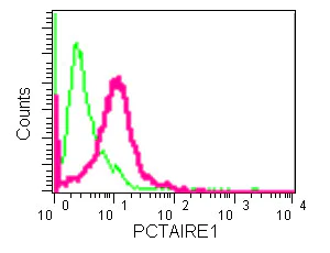 Flow Cytometry (Intracellular) - Anti-PCTAIRE1 antibody [EPR13210] (AB181208)