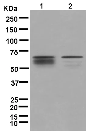 Western blot - Anti-PCTAIRE1 antibody [EPR13210] (AB181208)