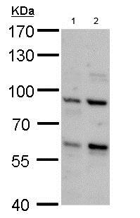 Western blot - Anti-PCTAIRE2 antibody (AB184010)