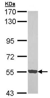 Western blot - Anti-PCTAIRE3 antibody (AB154557)
