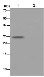 Immunoprecipitation - Anti-PCTP antibody [EPR15390] (AB184944)