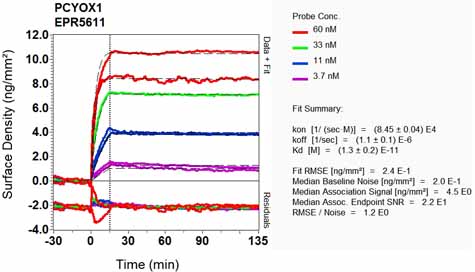 OI-RD Scanning - Anti-PCYOX1 antibody [EPR5611] (AB124966), expandable thumbnail