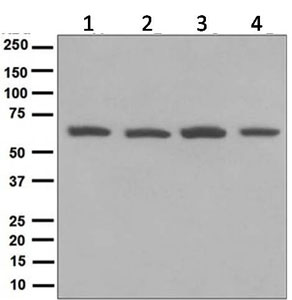 Western blot - Anti-PCYOX1 antibody [EPR5611] (AB124966), expandable thumbnail