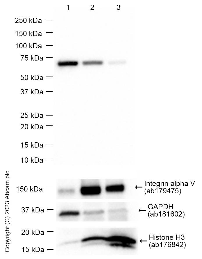 Western blot - Anti-PCYOX1 antibody [EPR5611] (AB124966), expandable thumbnail