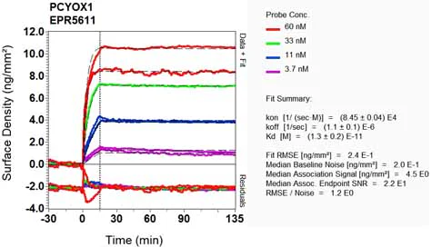 OI-RD Scanning - Anti-PCYOX1 antibody [EPR5611] - BSA and Azide free (AB248075)