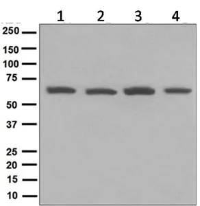 Western blot - Anti-PCYOX1 antibody [EPR5611] - BSA and Azide free (AB248075)