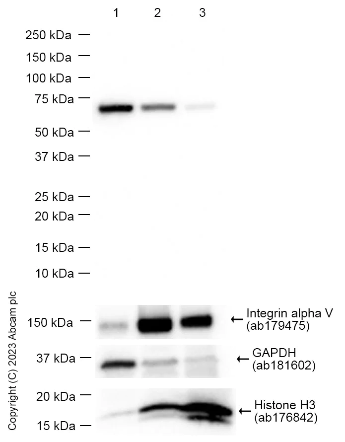Western blot - Anti-PCYOX1 antibody [EPR5611] - BSA and Azide free (AB248075)