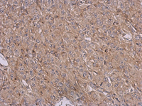 Immunohistochemistry (Formalin/PFA-fixed paraffin-embedded sections) - Anti-PCYT2 antibody (AB126142)