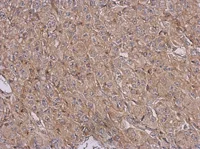 Immunohistochemistry (Formalin/PFA-fixed paraffin-embedded sections) - Anti-PCYT2 antibody (AB126142)