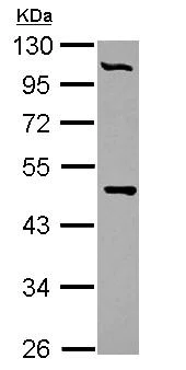 Western blot - Anti-PCYT2 antibody (AB126142)