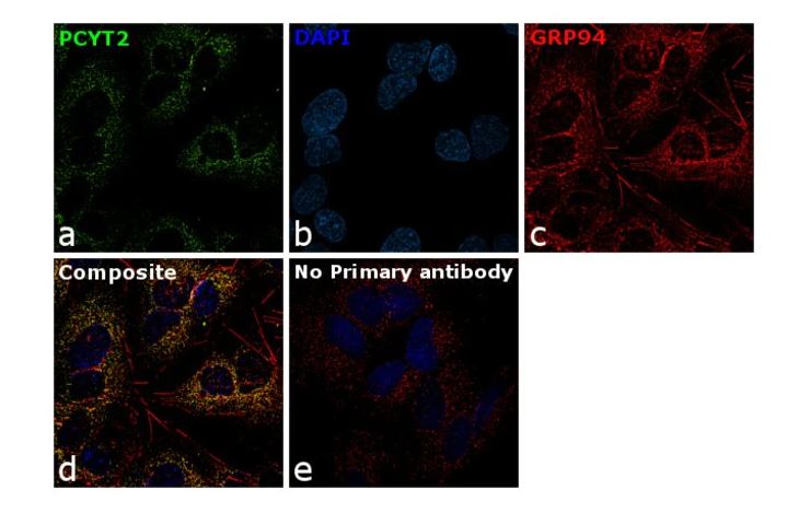 Immunocytochemistry - Anti-PCYT2 antibody (AB15053)