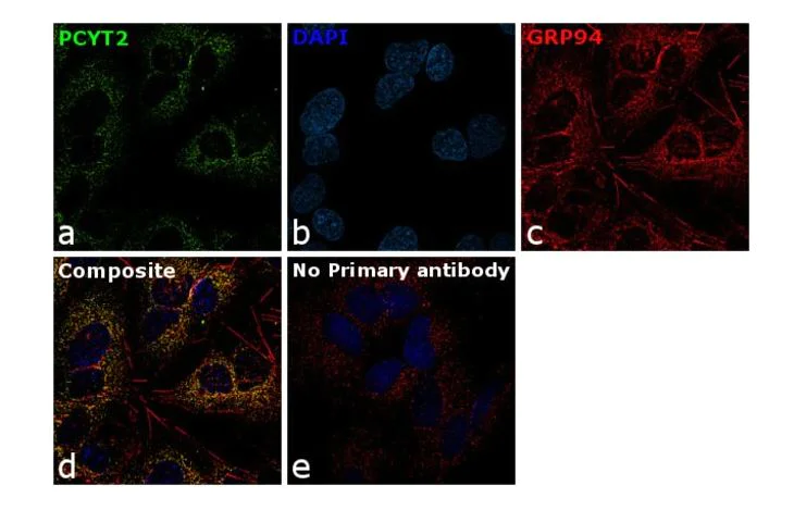 Immunocytochemistry - Anti-PCYT2 antibody (AB15053)
