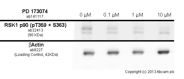 Functional Studies - PD 173074, FGFR1 and FGFR3 inhibitor (AB141117)