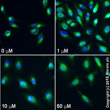 Immunocytochemistry/ Immunofluorescence - PD 98059, MEK1 inhibitor (AB120234), expandable thumbnail