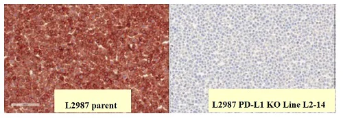 Immunohistochemistry (Formalin/PFA-fixed paraffin-embedded sections) - Anti-PD-L1 antibody [28-8] (AB205921)