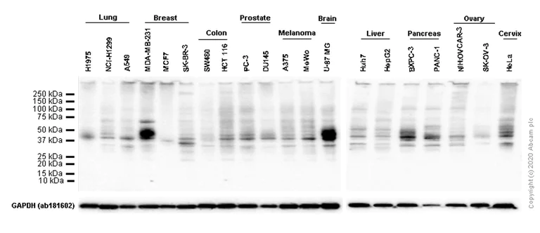 Western blot - Anti-PD-L1 antibody [28-8] (AB205921)