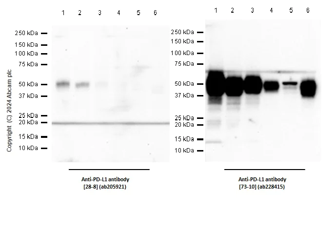 Western blot - Anti-PD-L1 antibody [28-8] (AB205921)