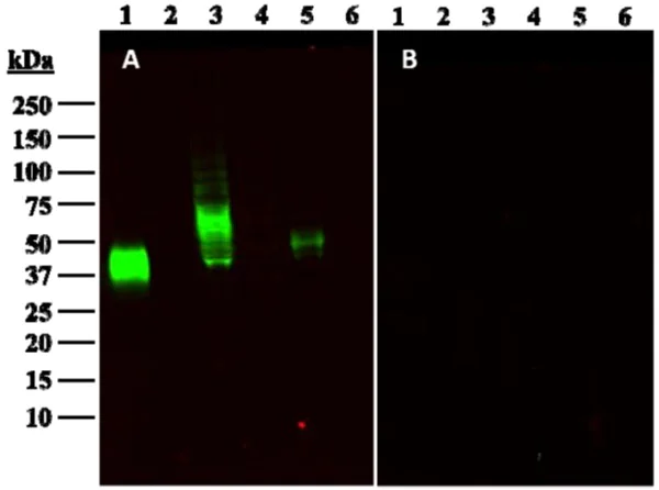 Western blot - Anti-PD-L1 antibody [28-8] (AB205921)