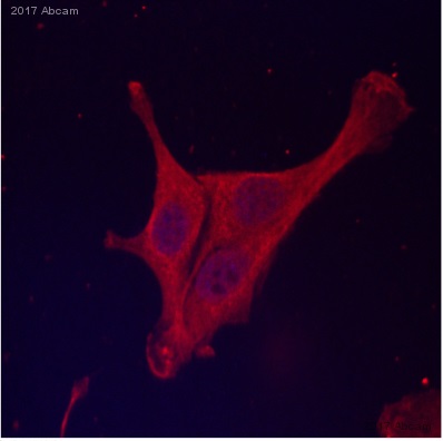 Immunocytochemistry/ Immunofluorescence - Anti-PD-L1 antibody [28-8] - Low endotoxin, Azide free (AB209889), expandable thumbnail