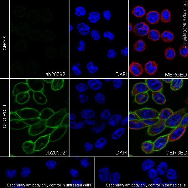 Immunocytochemistry/ Immunofluorescence - Anti-PD-L1 antibody [28-8] - Low endotoxin, Azide free (ab209889), expandable thumbnail