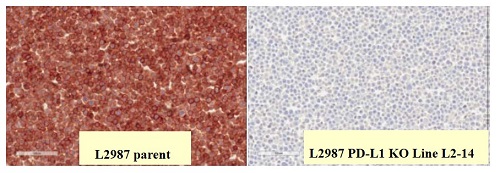Immunohistochemistry (Formalin/PFA-fixed paraffin-embedded sections) - Anti-PD-L1 antibody [28-8] - Low endotoxin, Azide free (ab209889), expandable thumbnail