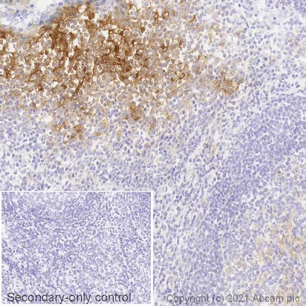 Immunohistochemistry (Frozen sections) - Anti-PD-L1 antibody [28-8] - Low endotoxin, Azide free (AB209889)