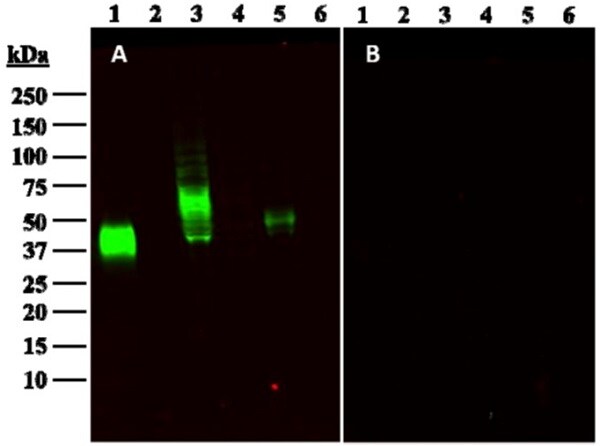 Western blot - Anti-PD-L1 antibody [28-8] - Low endotoxin, Azide free (AB209889), expandable thumbnail