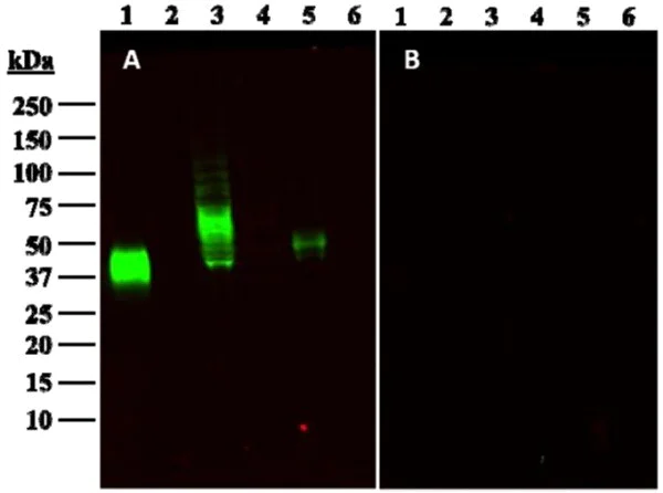 Western blot - Anti-PD-L1 antibody [28-8] - Low endotoxin, Azide free (AB209889)
