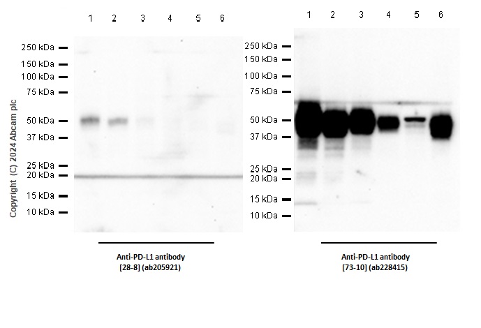 Western blot - Anti-PD-L1 antibody [28-8] - Low endotoxin, Azide free (ab209889), expandable thumbnail