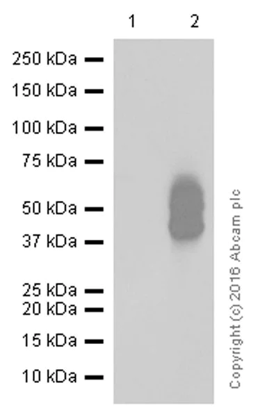 Western blot - Anti-PD-L1 antibody [28-8] - Low endotoxin, Azide free (AB209889)