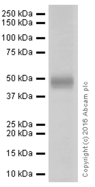 Western blot - Anti-PD-L1 antibody [28-8] - Low endotoxin, Azide free (AB209889)