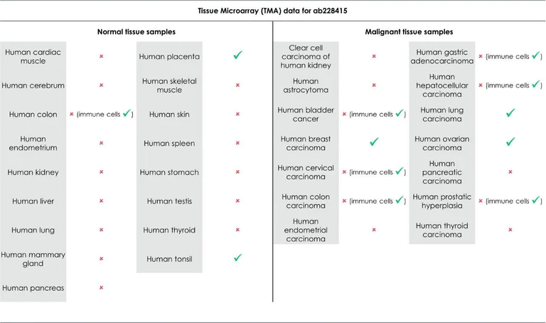 Immunohistochemistry (Formalin/PFA-fixed paraffin-embedded sections) - Anti-PD-L1 antibody [73-10] (AB228415)