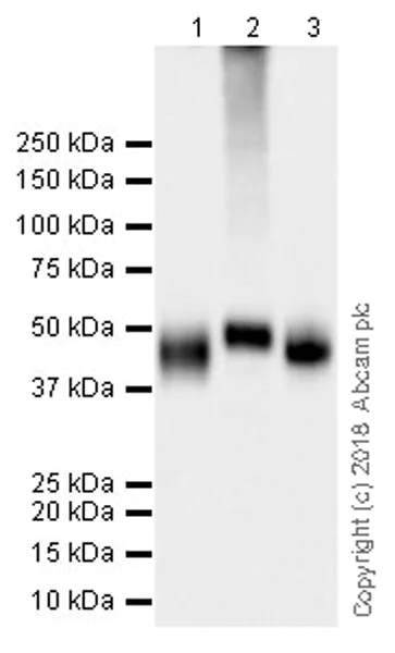 Western blot - Anti-PD-L1 antibody [73-10] (AB228415)