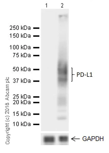Western blot - Anti-PD-L1 antibody [73-10] (AB228415)