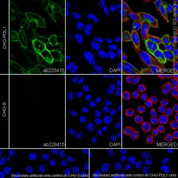 Immunocytochemistry/ Immunofluorescence - Anti-PD-L1 antibody [73-10] - BSA and Azide free (AB226766)