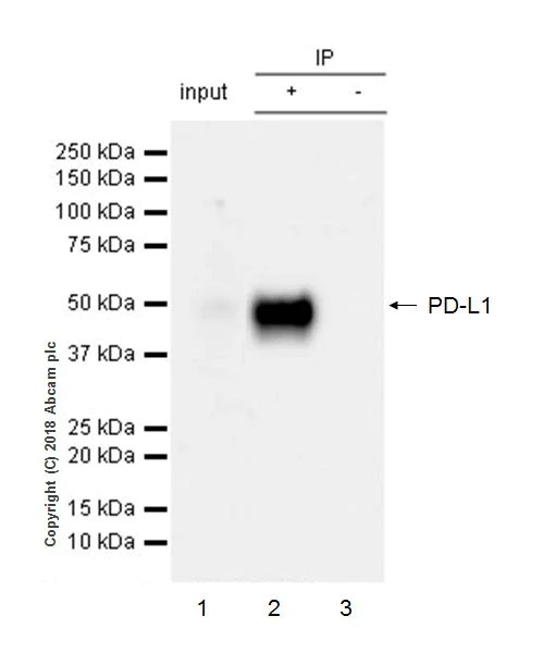Immunoprecipitation - Anti-PD-L1 antibody [73-10] - BSA and Azide free (AB226766)