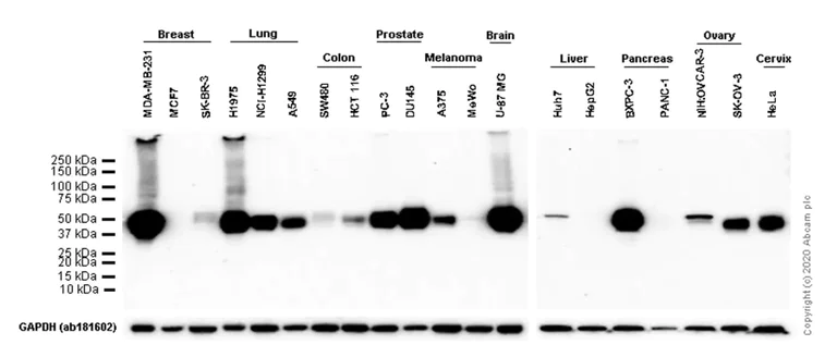 Western blot - Anti-PD-L1 antibody [73-10] - BSA and Azide free (AB226766)