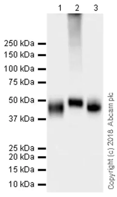Western blot - Anti-PD-L1 antibody [73-10] - BSA and Azide free (AB226766)