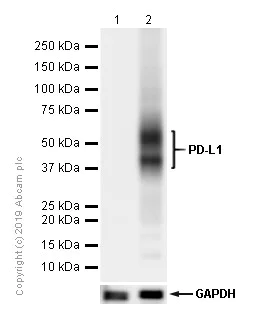 Western blot - Anti-PD-L1 antibody [73-10] - BSA and Azide free (AB226766)