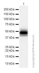 Western blot - Anti-PD-L1 antibody [73-10] - BSA and Azide free (AB226766)