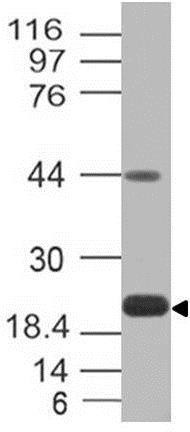 Western blot - Anti-PD-L1 antibody [ABM4E54] (AB210931), expandable thumbnail