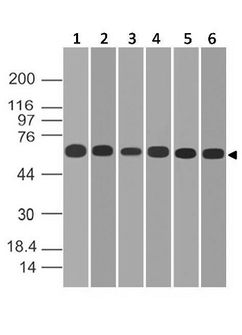 Western blot - Anti-PD-L1 antibody [ABM4E54] (AB210931), expandable thumbnail